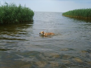 dog on the river