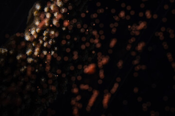 Eggs-sperm bundles floating over a coral