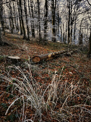 Frosted grass in the autumn forest. November in the woods. Fall and winter.