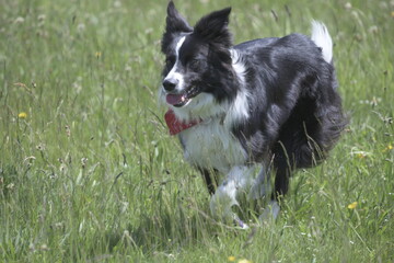 Black and white collie dog playing in wild flower meadow