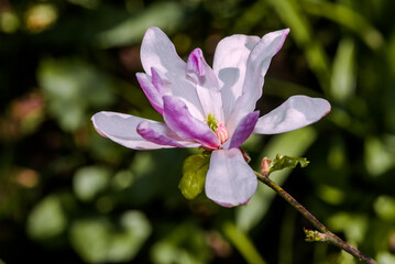 Star Magnolia (Magnolia stellata) in park