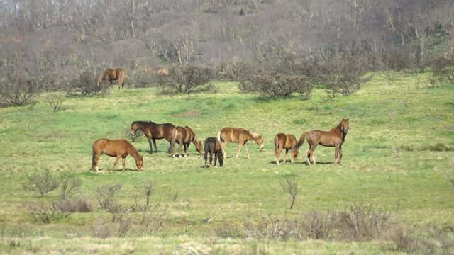 a wary stallion in a herd of wild horses at kosciuszko national park in nsw, australia