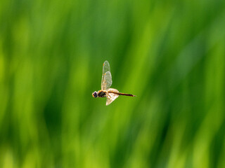 Selective focus shot of a wandering glider dragonfly