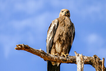 Falke