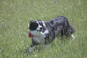Obraz premium Black and white collie dog playing in wild flower meadow