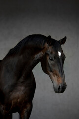 Fototapeta na wymiar Beautiful horses on gray background