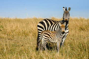 Fototapeta premium Zebra