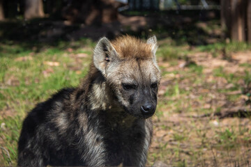 Obraz premium hyena pup