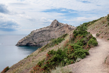 Fototapeta premium Prickly Juniper (Juniperus oxycedrus) in coastal hills, Crimea