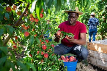 Focused African American farm worker harvesting ripe peaches in summer fruit garden