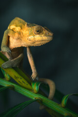 chameleon on a branch - endormi - La Réunion