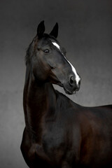 Fototapeta na wymiar Beautiful horses on gray background