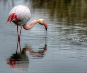 Flamant rose en Camargue, France