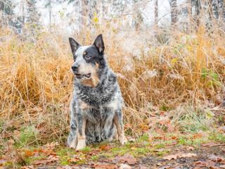 Sharp grey dog sitting in forest. Hoarfrost on dry grass stalks. Muddy forest path