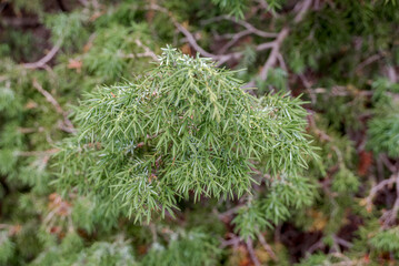 Prickly Juniper (Juniperus oxycedrus) in coastal hills, Crimea