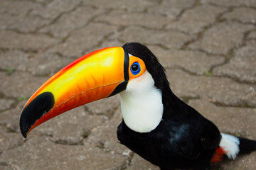 Naklejka premium curious toucan