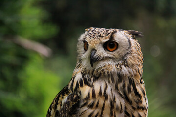 great horned owl