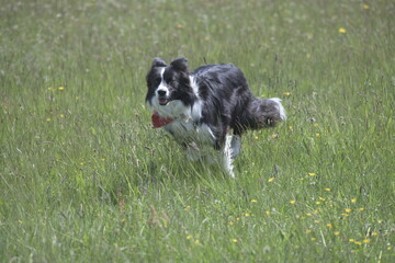 Black and white collie dog playing in wild flower meadow
