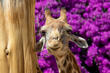 giraffe with purple background