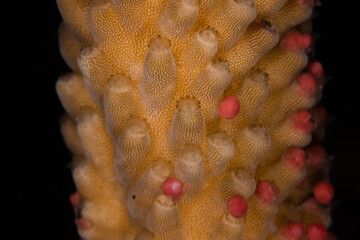 Egg-sperm bundles released during coral spawning of Acropora muricata