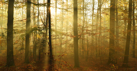 Beautiful autumn morning in the forest