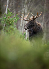 Moose in Biebrza National Park