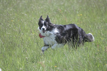 Naklejka na ściany i meble Black and white collie dog playing in wild flower meadow