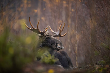 Moose in Biebrza National Park