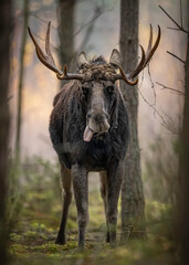 Moose in Biebrza National Park