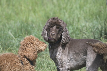 Red and brown cockapoos greeting each other in wild flower meadow