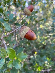 acorn on oak