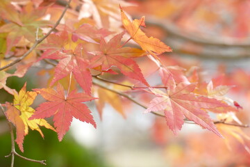 岐阜県　恵那峡　紅葉