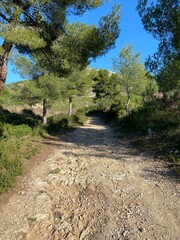 Fototapeta premium path in the woods