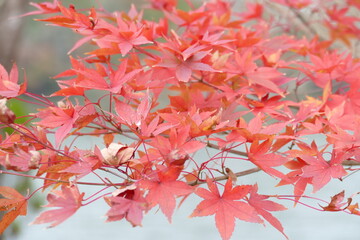 岐阜県　恵那峡　紅葉