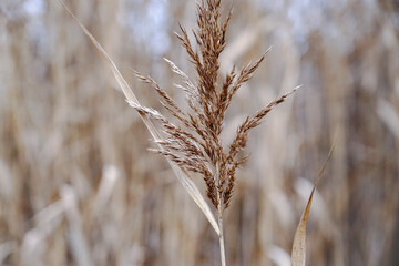Fototapeta premium Dry autumn reeds. Reed texture