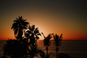 Fototapeta na wymiar trees at sunset. Sunset on the beach with palm trees