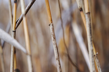 Dry autumn reeds. Reed texture