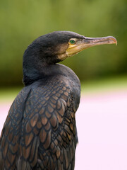 Kormoran, (Phalacrocorax carbo), Schwimmtaucher, sitzt in der Sonne.
