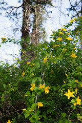 Fototapeta premium 一重ヤマブキ（Kerria japonica）の花／埼玉県長瀞 