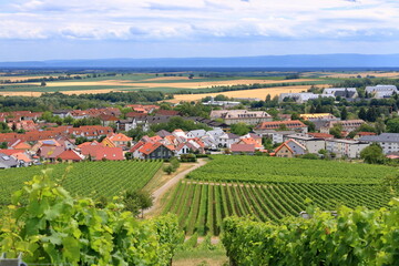 Fototapeta na wymiar View from the vineyards to Berg Badzabern on the german wine route in the palatinate