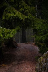 Forest path surrounded by old fir trees