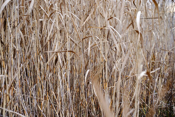 Dry autumn reeds. Reed texture