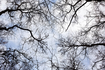 View of the crowns of trees without leaves from below to the sky.