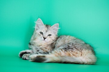 Siberian cat on green backgrounds