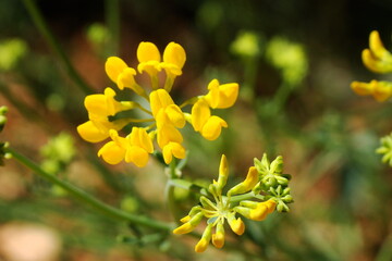 Narrow-leaved Scorpion-Vetch (Coronilla juncea)