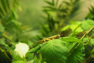 A grasshopper on leaps with the abundant environment