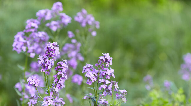 Green background with small purple flowers. Blurred background, selective focus. Photo wallpaper.