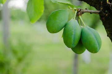 Green unripe fruits of blue plum, Novi Sad, Serbia 