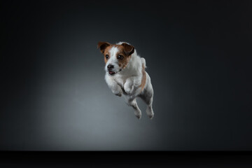the dog is jumping. Active jack russell terrier in the studio on gray background - obrazy, fototapety, plakaty