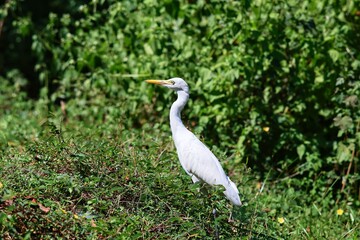 A white Heron walks on the grass. India